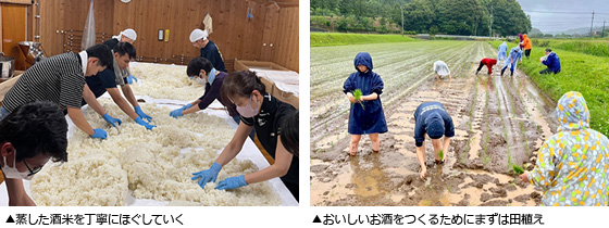 蒸した酒米を丁寧にほぐしていく